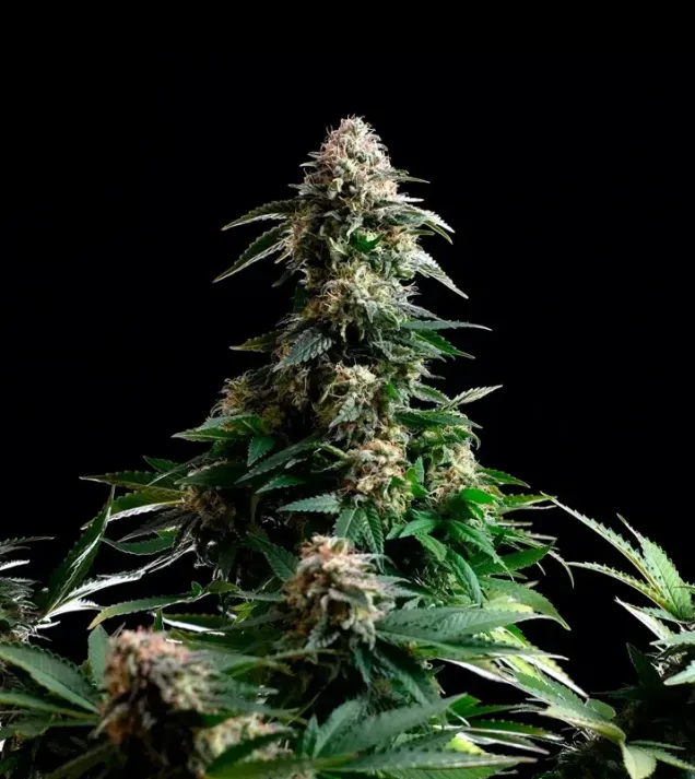 Amnesia Dream XL Auto