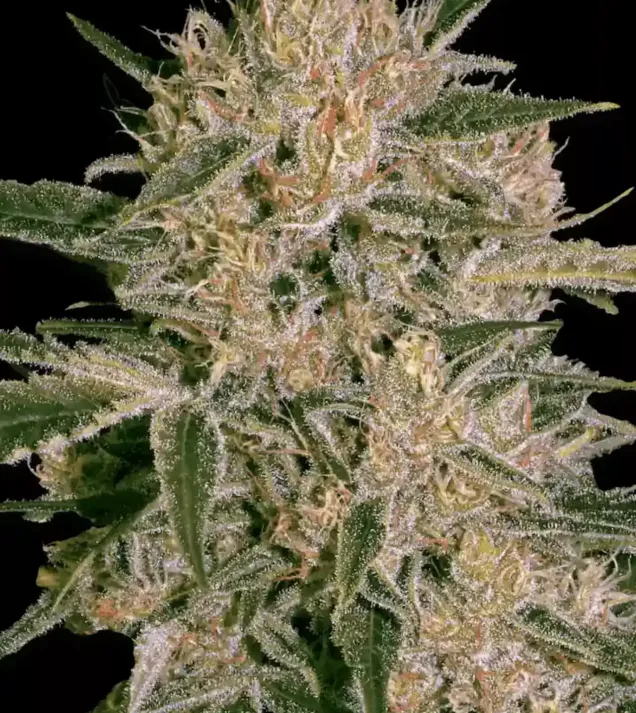 Nebula II CBD SOLDES