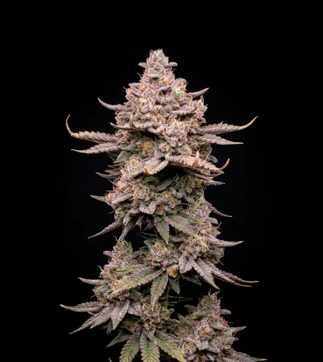 Permanent Marker Auto - Ganja Farmer