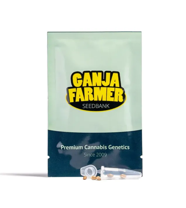 Amnesia Haze F1 Auto