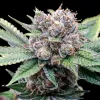 Alien Cookies