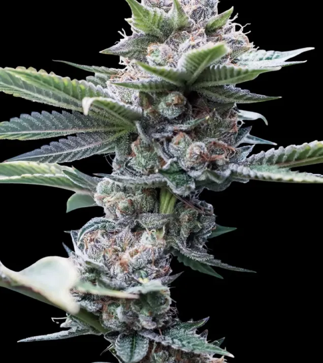 Alien Cookies