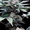 Alien Cookies