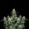 Biscotti Auto