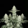 Blueberry Muffins CBD