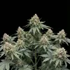 Bubble Gum CBD