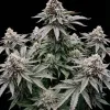 Cookies and Cream Fast