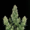 Cheese Auto
