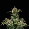 Critical 2.0 Auto