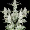 Diesel Auto