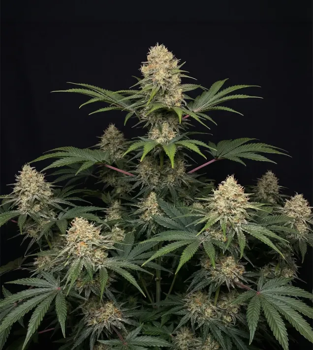 Ganja Skunk Fast