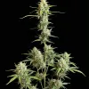 Ganja Gelato Auto