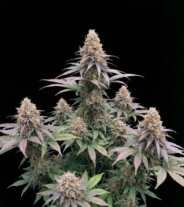 Godfather OG Auto