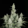 Hawaiian Snow Auto