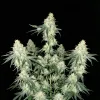 Kosher Kush
