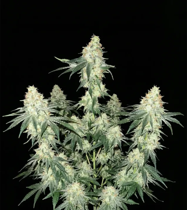 Kosher Kush