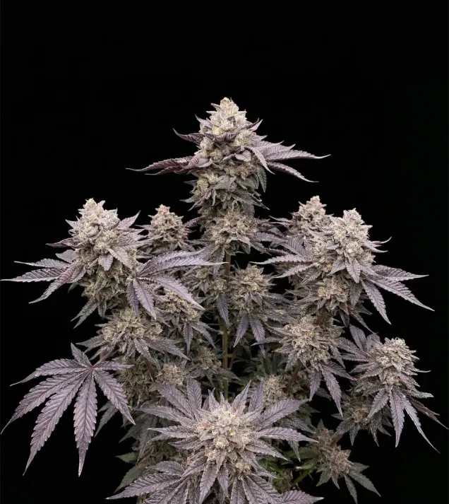 Kush Mints