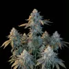 LA Kush Cake