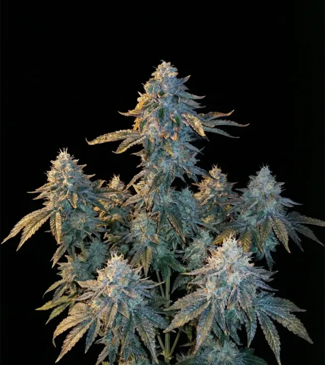 LA Kush Cake