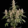 Mimosa XL Auto