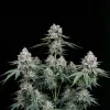 Miracle Alien Cookies (MAC)