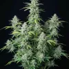 Northern Light Auto