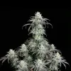 OG Kush Regular