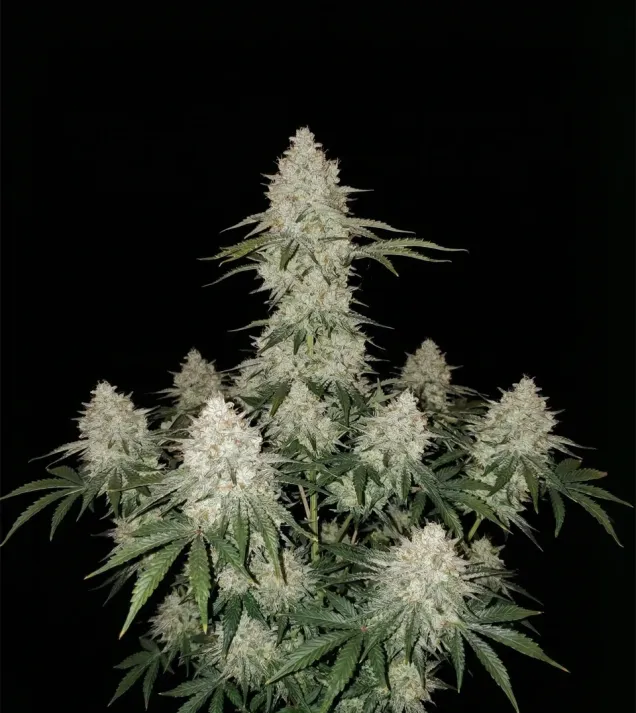 Platinum OG