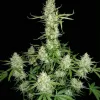 Skunk 2.0 Auto