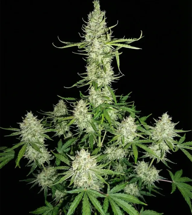 Skunk 2.0 Auto