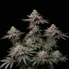Slurricane