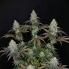 Sour OG Kush