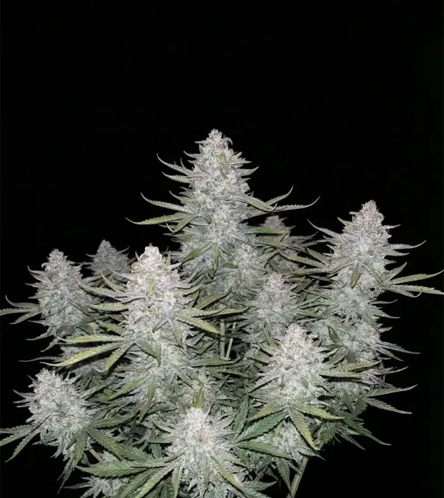 Strawberry Banana