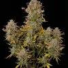 Strawberry Banana XL Auto