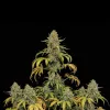 White Afghan