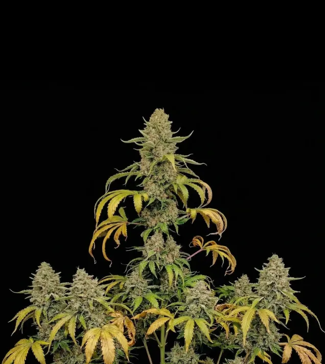 White Afghan