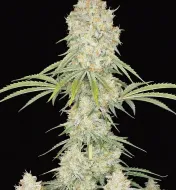 Acapulco Gold Auto
