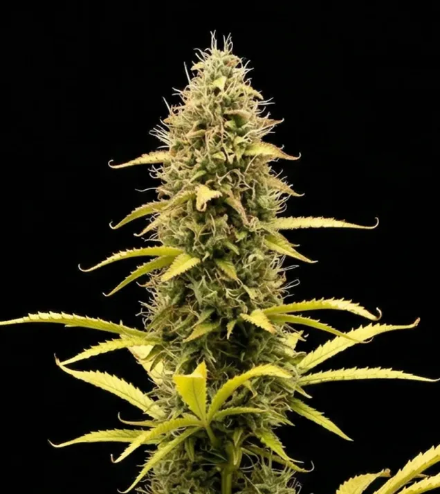 Acapulco Gold