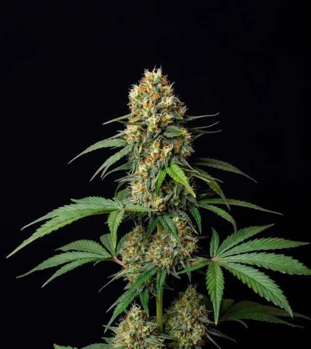 Amnesia Fast