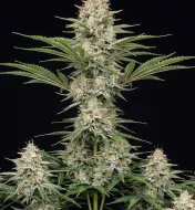 Bruce Banner Fast