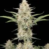 Cookies And Cream Auto