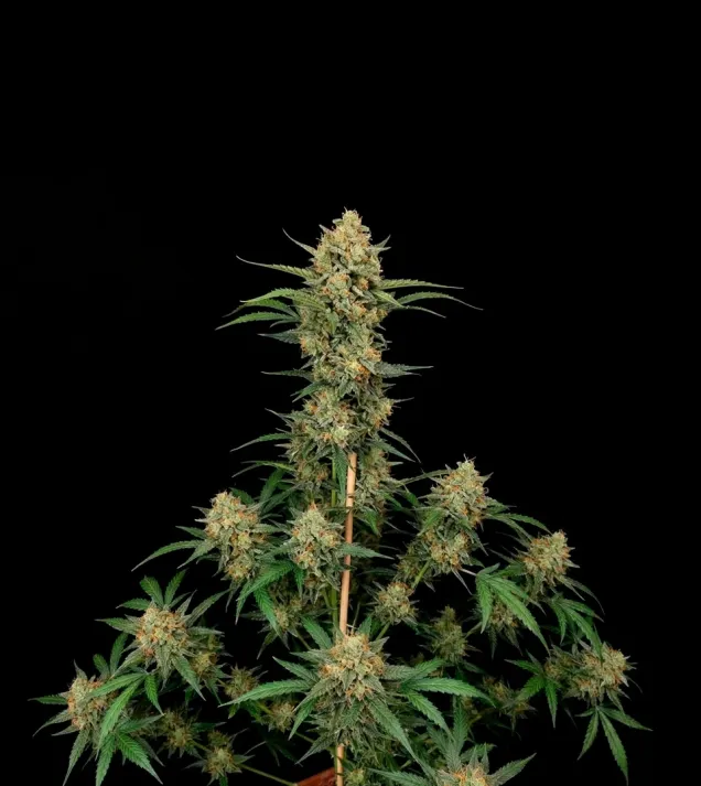 Critical Kush Auto