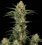 Critical Kush Auto