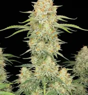Critical Mass Auto