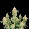 Critical Mass Auto