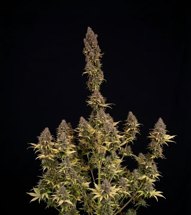 Critical Mass