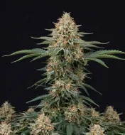 Early Skunk