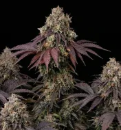 Gelato 41