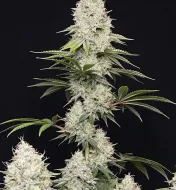 Gelato 45