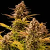 Girl Scout Cookies Auto